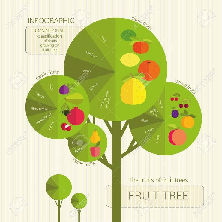 Ακόμη ένας σημαντικός διαχωρισμός στα παραπάνω φρούτα και τους χυμούς τους ήταν η κατάταξή τους στις εξής υποκατηγορίες, όπως απεικονίζονται στην εικόνα 4: Εσπεριδοειδή Πορτοκάλι, γκρέιπφρουτ και