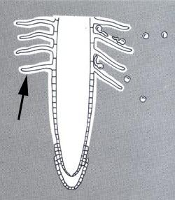 Rizosfera termin rizosfera je