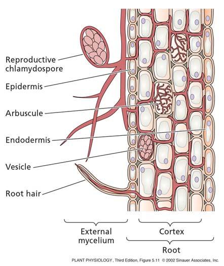 endomikoriza