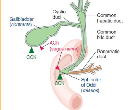Σύσπαση χοληδόχου κύστης CCK Εκλύεται σε απάντηση μικρών πεπτιδίων και λιπαρών οξέων στο 12/λο Διεγείρει τη χοληδόχο κύστη έκκριση χολής γαλακτοποίηση