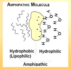 Χολικά άλατα Είναι αμφιπαθητικά (amphipathic) μόρια Εχουν υδρόφιλη και υδρόφοβη περιοχή Σε υδατικό διάλυμα προσανατολίζονται γύρω από τα σταγονίδια των λιπιδίων και