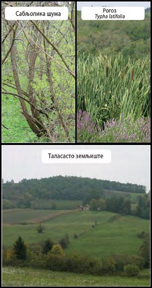 Слика 4. Трагови. А и Б) вегетација, В) таласасто земљиште. Фото: М. В. Милошевић A В морфолошки траг који се појављује на топографској површини.