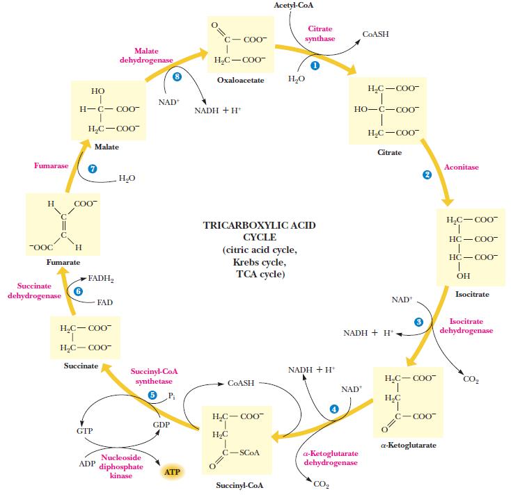 REGENERACIJA OKSALOCETATA (6-8) sukcinat fumarat malat oksaloacetat (6)* enzim: sukcinat-dehidrogenaza, (Fe-S), prostetska skupina FAD * oksidacija/dehidrogenacija (FAD se reducira u FADH 2, koji se