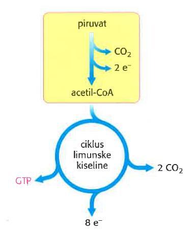 usmjeravaju prema: a) oksidaciji do CO 2 u CLK b) ugradnji u lipide Zbog toga