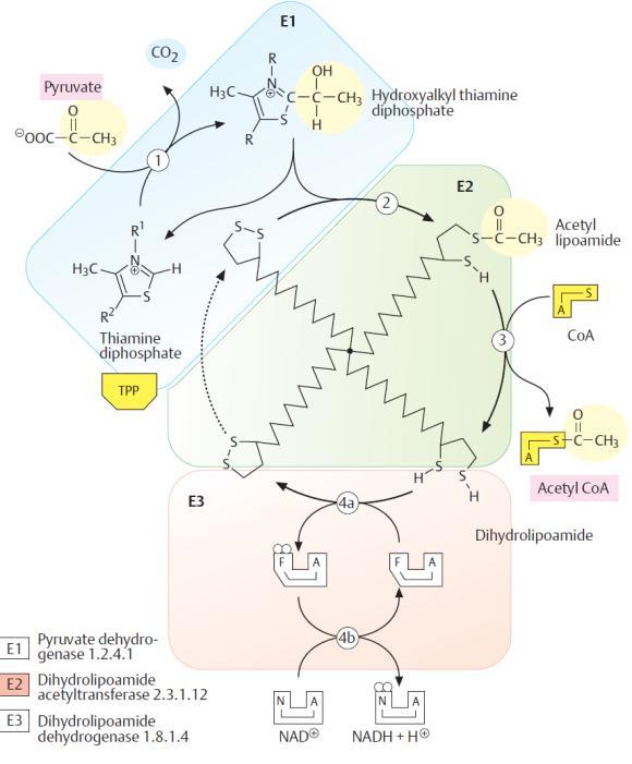 Mehanizmi piruvat dehidrogenaza kompleksa piruvat hidroksialkil-tiamin-difosfat