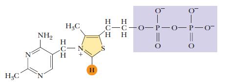 dihidrolipoil-transacetilaza dihidrolipoil-dehidrogenaza TPP 11 Regulacija PDH