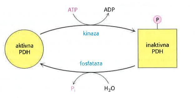 funkciju kompleksa potrebne su raspoložive količine supstrata - CoA i NAD