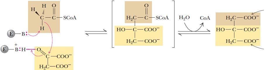 Stupnjevi CLK i promet C-atoma oksaloacetat 7 8 acetil-coa 1 2 citrat 4 3 1. Kondenzacija 2. Izomerizacija (dehidratacija i hidratacija) 3.