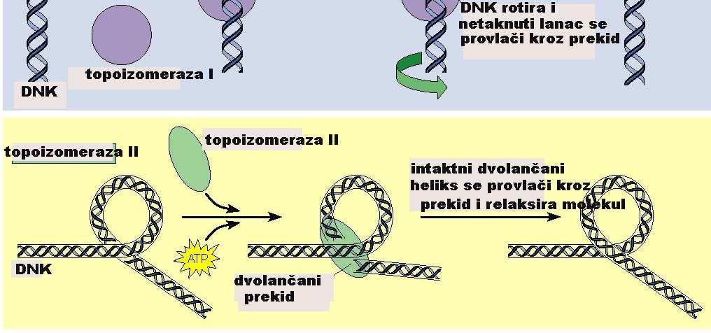 provlači segment DNK u pravcu negativnog supernavoja, prekinuti krajevi se ponovo spajaju Novobiocin i nalidixic Eukariotske DNK topoizomeraze II