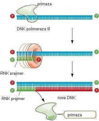 ELONGACIJA Napredovanje replikativnih viljuški ide u oba pravca Helikaze, SSB proteini, DNK topoizomeraze Sinteza vodećeg i zaostajućeg lanca je istovremena; dimer holoenzima DNK pol III Vodeći