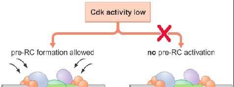 Regulacija replikacije kod Eukariota Regulacija formiranja i aktivacije prerc putem ciklin zavisne kinaze Cdk-2; (i) Cdk-2 su potrebne za aktivaciju prerc da bi