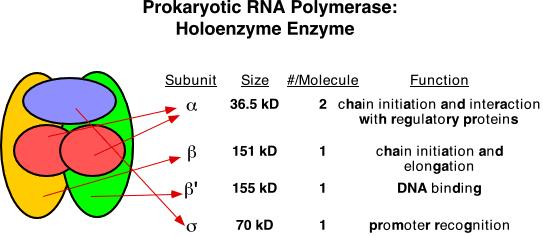 RNK polimeraza i primaza Prajmeri oligoribonukleotidi od 10-60 nukleotida spareni sa DNK lancem matricom; slobodna 3 OH grupa Primaza povezuje