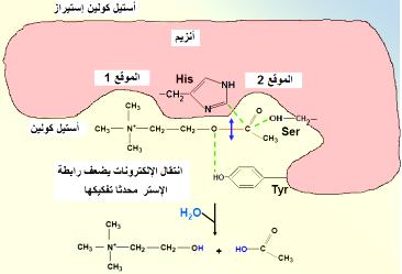 التمرين الثاني: نقاط( )40 تتوقف الاالقة بخ األنزةم وتخصصه الوظيفي على بنخته الف ارغية ولتوميح ذلك تقترح عليك الل ارسة التالية: الجزء 1 : تمثل الوثيقة )1 ) ماطيات حول نزةمخ هما α -α األنزةم ميالز