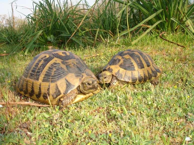 Δύο μεσογειακές χελώνες (Testudo hermanni), στο δάσος της