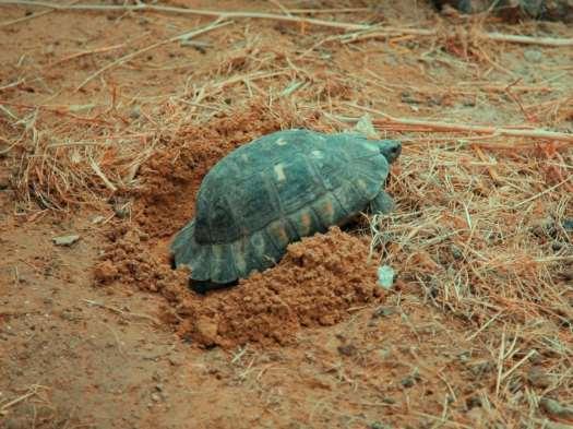 Κρασπεδωτή χελώνα, (Testudo marginata) κατά την ωοτοκία