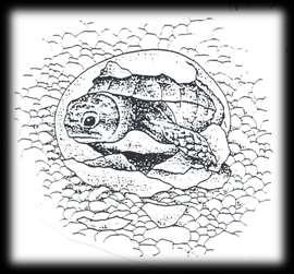 χελώνας Testudo