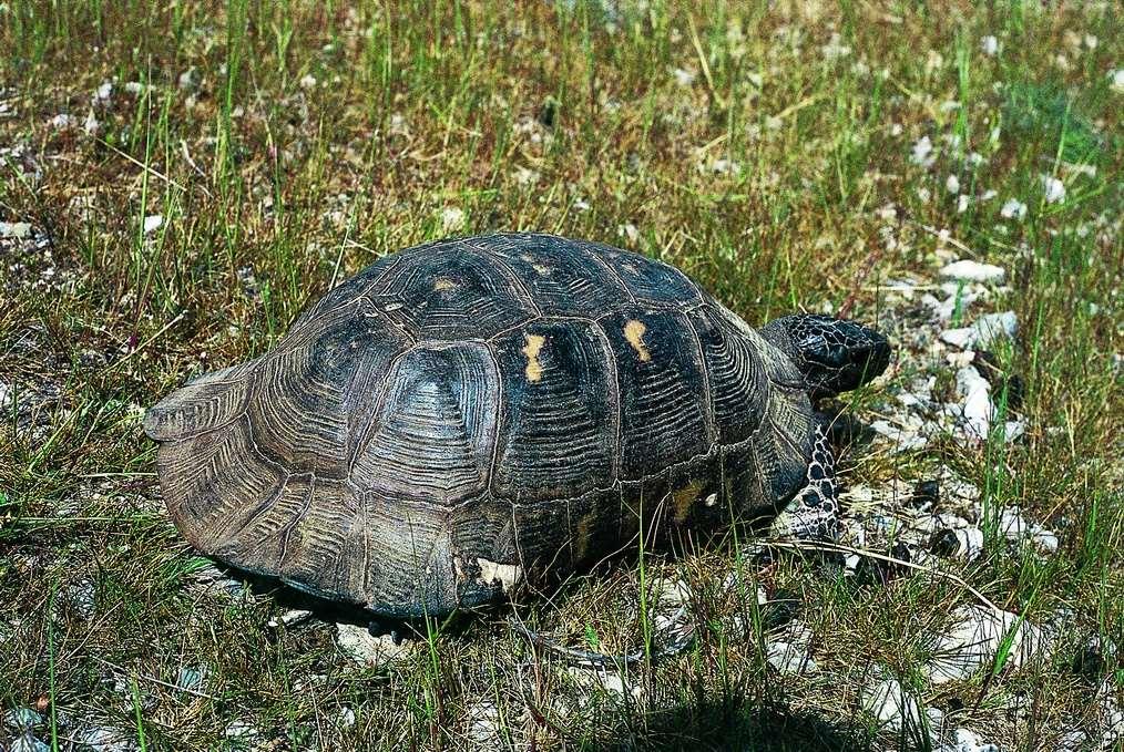 Κρασπεδωτή χελώνα