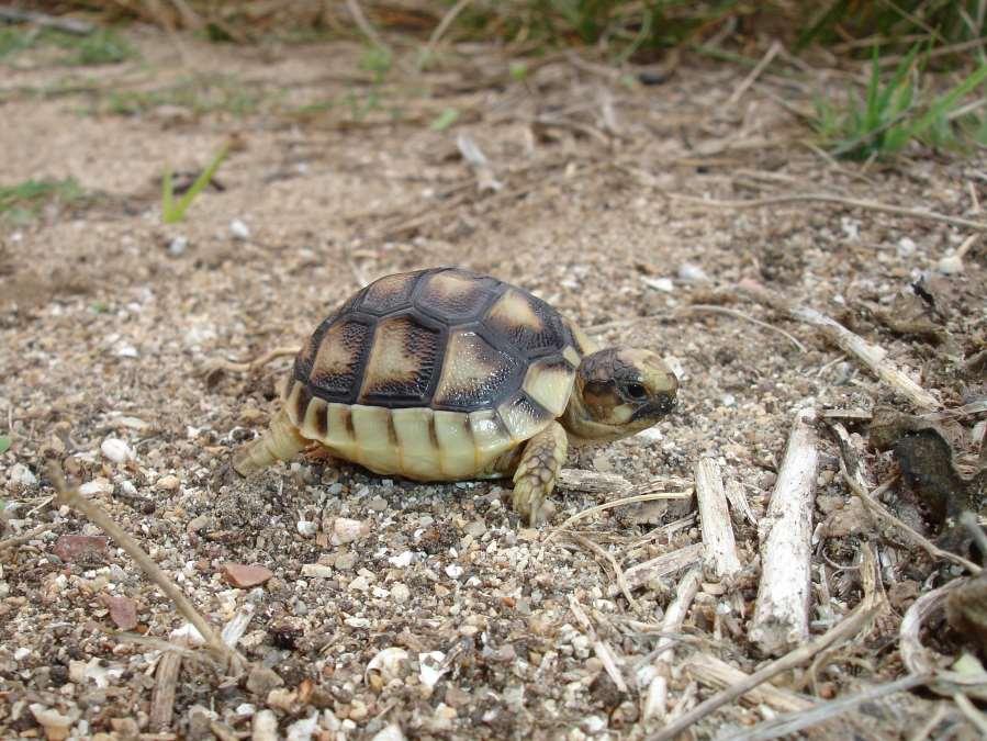 Νεοσσός Testudo