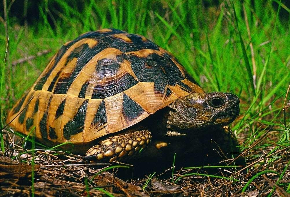 Μεσογειακή χελώνα (Testudo hermanni),