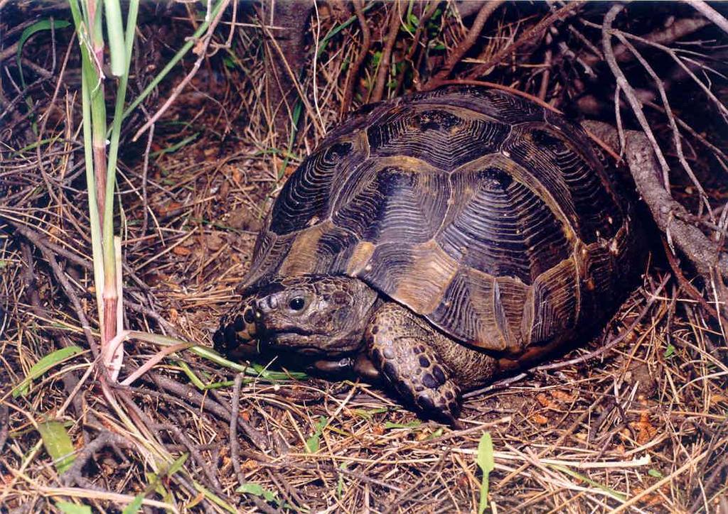 Ελληνική χελώνα (Testudo graeca