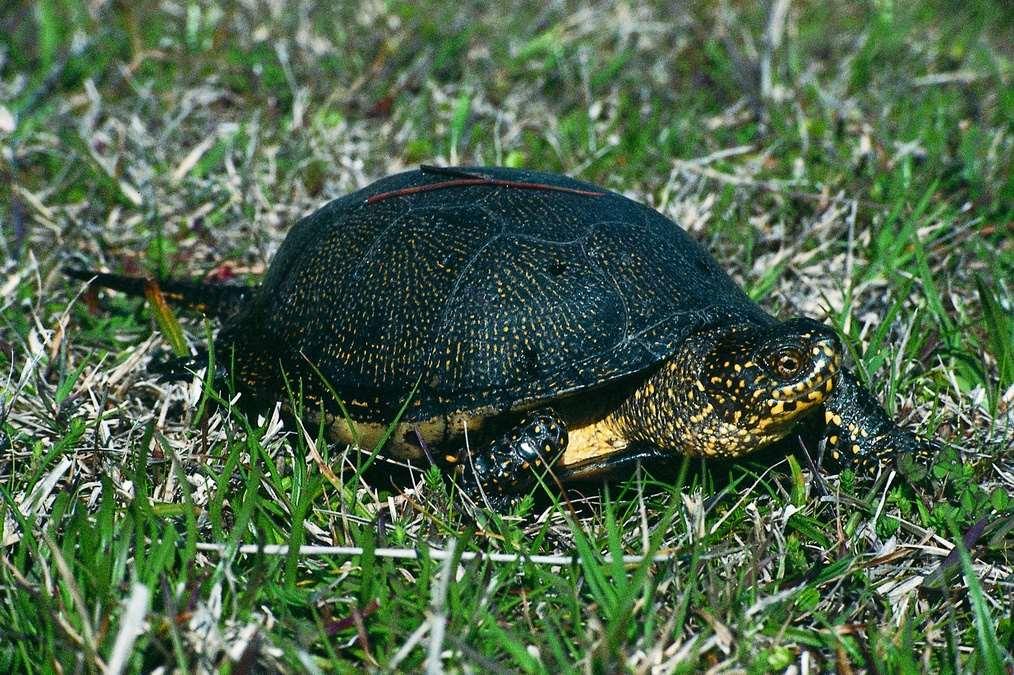 Βαλτοχελώνα (Emys orbikularis), θηλυκό άτομο στο δάσος της