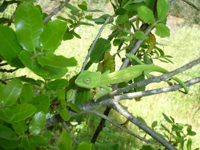 λαθροσυλλογή για το εμπόριο ειδών, αλλά και την