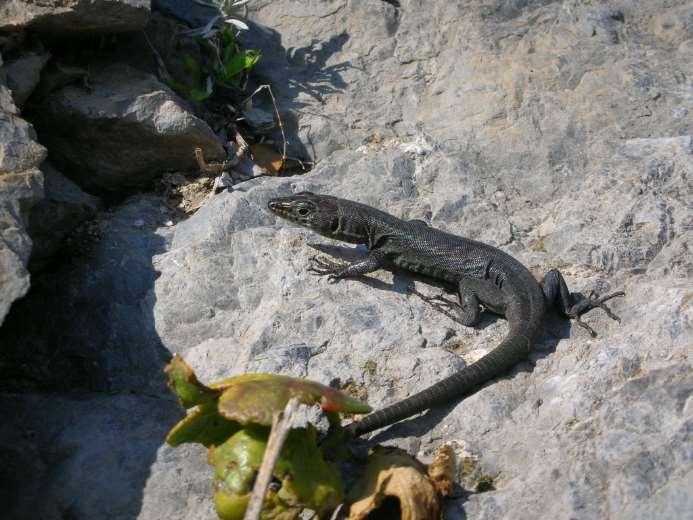 Ελληνική σαύρα Lacerta