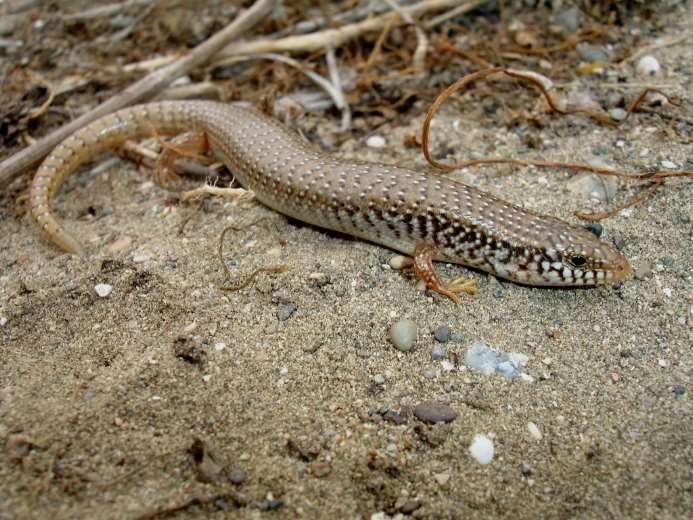 Το λιακόνι Chalcides ocelatus.