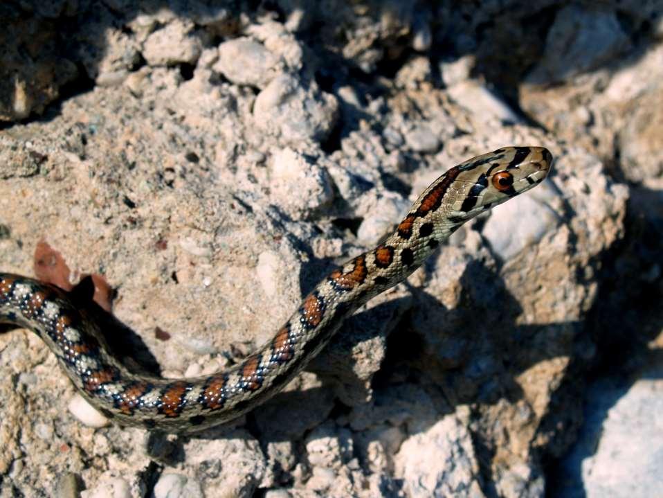 Σπιτόφιδο