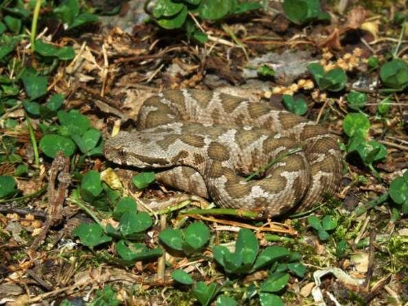 Νεοσσός όχεντρας Vipera