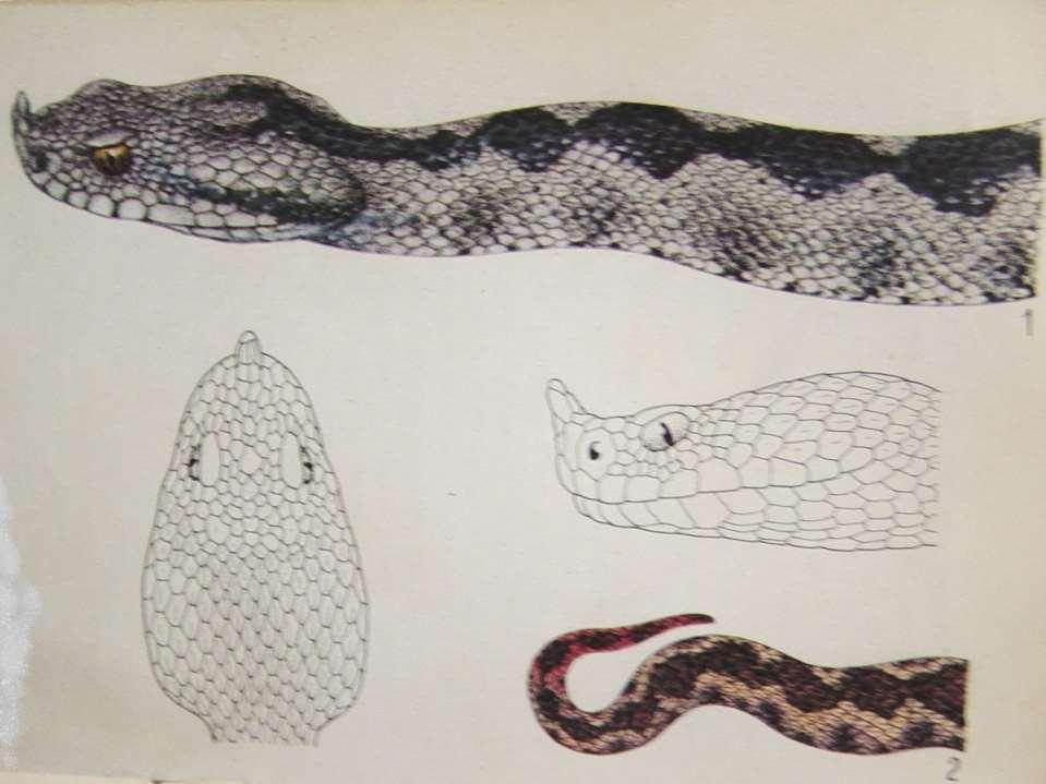 Vipera