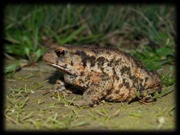 Bufo