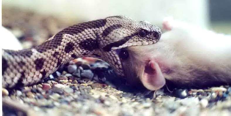 Μία όχεντρα Vipera xantuina στη Χίο καταπίνει το θήραμά της.