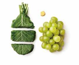 λαχανίδα και η τζιντζερόνη στην πιπερόριζα έχουν έξοχη αντιοξειδωτική δράση, χάρη στην οποία εξαλείφονται οι ελεύθερες ρίζες και σε