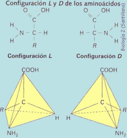 Estereoisomería Nos aminoácidos o carbono α é asimétrico polo que poden existir dous isómeros.