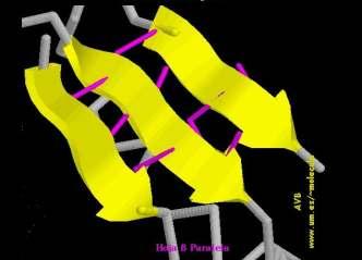 Estabilízase creando pontes de hidróxeno entre distintas zonas da mesma molécula ou de varias