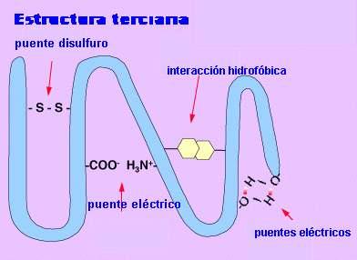 Ponte disulfuro Interacción hidrofóbica Ponte eléctrico Pontes hidroxeno Desde o punto de vista funcional, esta