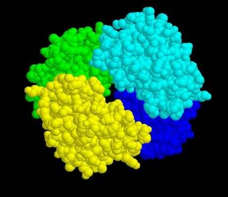 na hemoglobina, ou moitos como a cápsida do virus