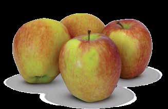 Cyprus apples