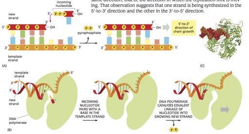 Ο ρόλος της DNA-πολυμεράσης στη βιοσύνθεση του DNA Εισερχόμενο νουκλεοτίδιο Νέα αλυσίδα πυροφωσφορικό 5 ->3 κατεύθυνση της επιμήκυνσης της αλυσίδας του DNA Αρχική αλυσίδα (μήτρα)