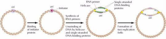 H αντιγραφή ξεκινά πάντα σε συγκεκριμένα σημεία (αλληλουχίες) έναρξης Προκαρυωτική Aντιγραφή Eναρκτήρια πρωτεΐνη RNA