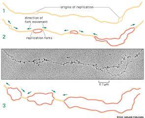Στην αντιγραφή του ευκαρυωτικού DNA δημιουργούνται πολλαπλές διχάλες αντιγραφής που κινούνται προς
