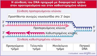 H σύνθεση του προπορευόμενου κλώνου είναι συνεχής ενώ του