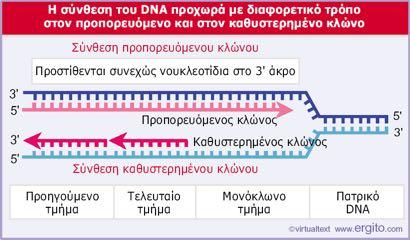 H σύνθεση του προπορευόμενου κλώνου είναι συνεχής ενώ του