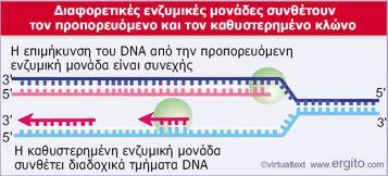 Oι DNA-πολυμεράσες του προπορευόμενου και του καθυστερημένου κλώνου