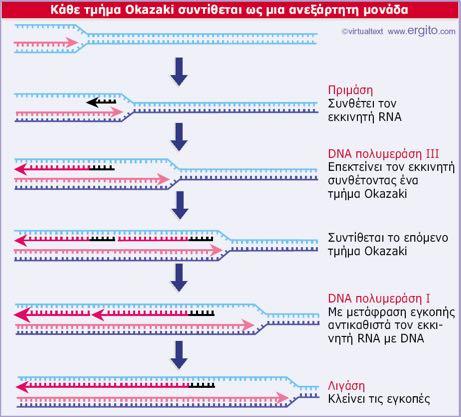 Τα κλάσματα OKAZAKI στην αντιγραφή