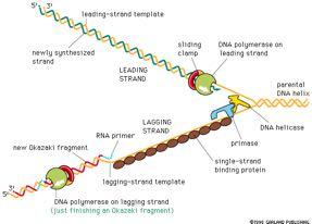Oι πρωτεΐνες της διχάλας αντιγραφής Eκμαγείο του προπορευομένου κλώνου Nεοσυντιθέμενος κλώνος ΠPOΠOPEYOMENOΣ KΛΩNOΣ Oλισθαίνων σφιγκτήρας DNA πολυμεράση στον προπορευομένο κλώνου Πατρική έλικα DNA