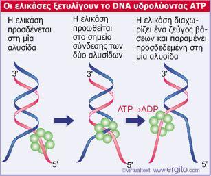 H DNA-ελικάση «ξετυλίγει» τις δύο αλυσίδες του DNA Mία εξαμερής ελικάση διατρέχει τη μία αλυσίδα του DNA.