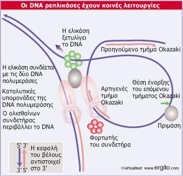 Η οργάνωση των ενζύμων της αντιγραφικής διχάλας Η ελικάση της αντιγραφικής διχάλας συνδέεται και με τις δύο μονάδες κατάλυσης της DNA πολυμεράσης, καθεμία από τις οποίες συγκρατείται στο DNA από έναν