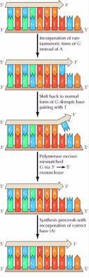 H DNA-πολυμεράση επιδιορθώνει τα λάθη της Mετά την ενσωμάτωση ενός νουκλεοτιδίου στη νεοσυντιθέμενη αλυσίδα, το ζευγάρωμα μεταξύ των βάσεων του τελευταίου ζεύγους εξετάζεται από τη βακτηριακή DNA